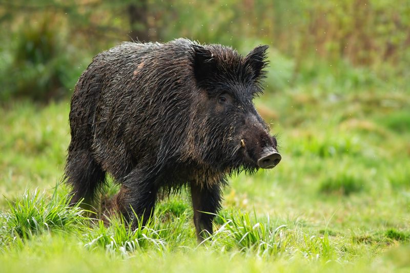 Das unbekannte Familienleben der Wildschweine