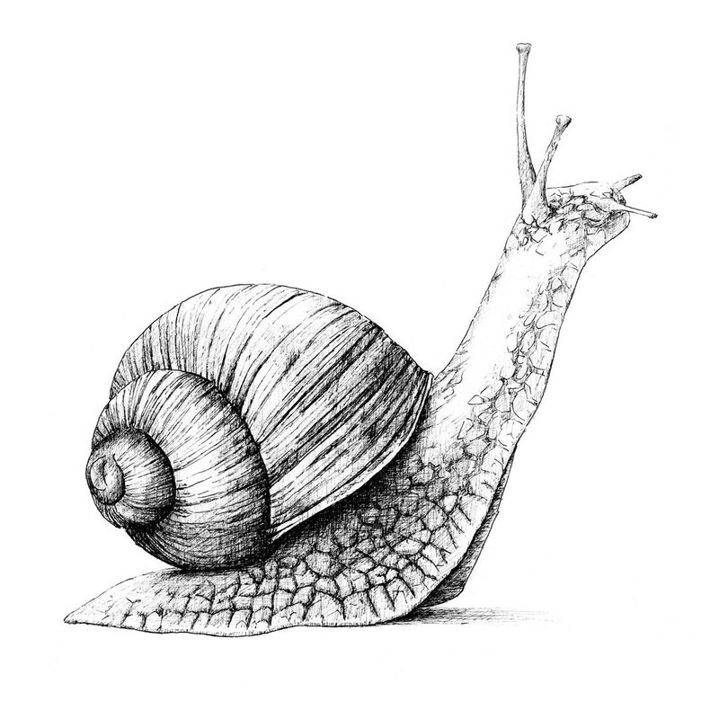 Schnecke