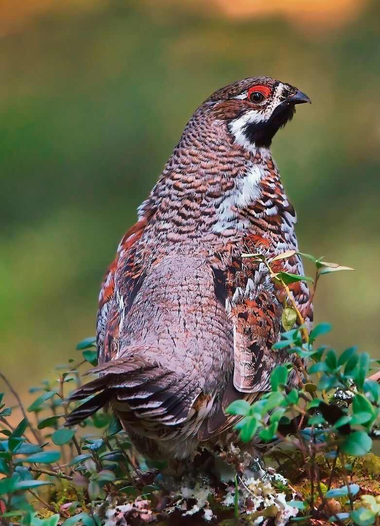 Haselhuhn