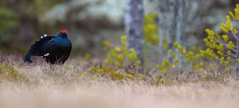 Auerhuhn, Birkhuhn und Haselhuhn: So steht es um die Waldhühner der Schweiz