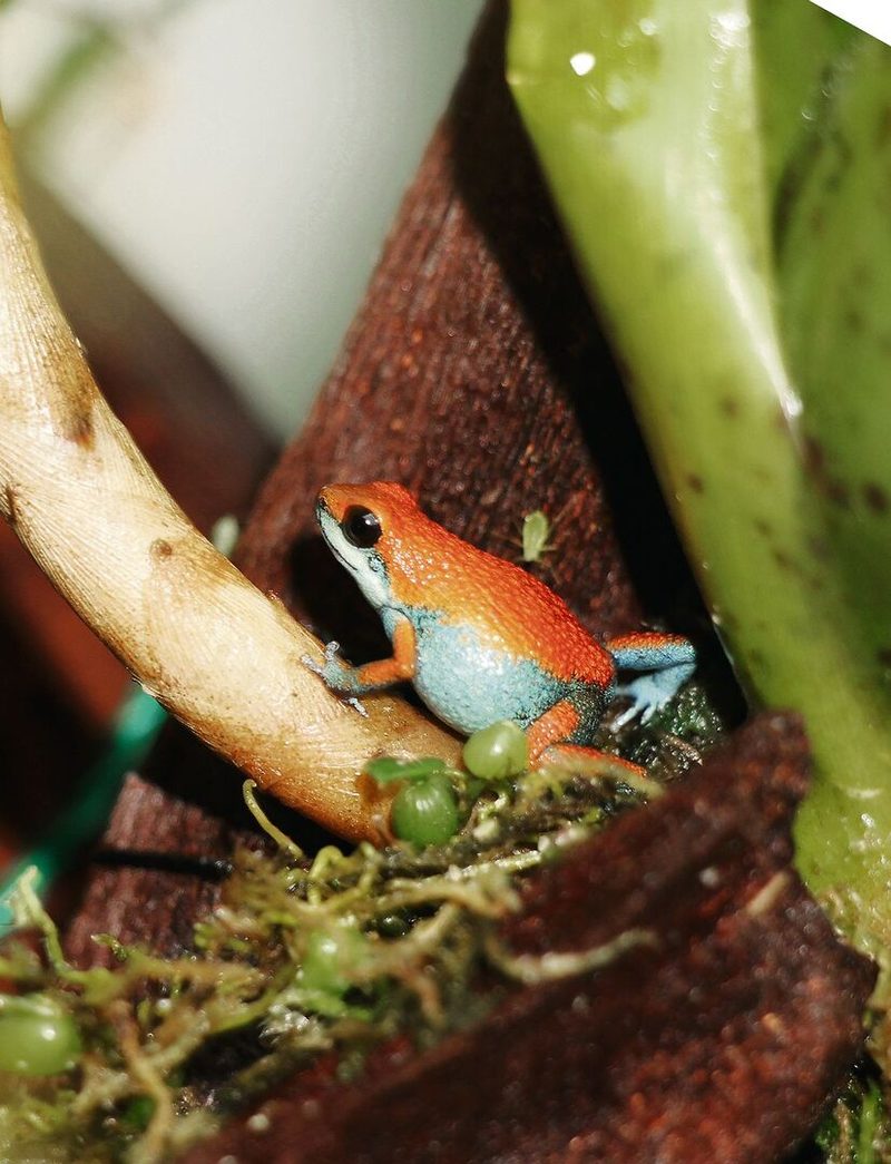 «Escudo» laichen in Bromelientrichtern.