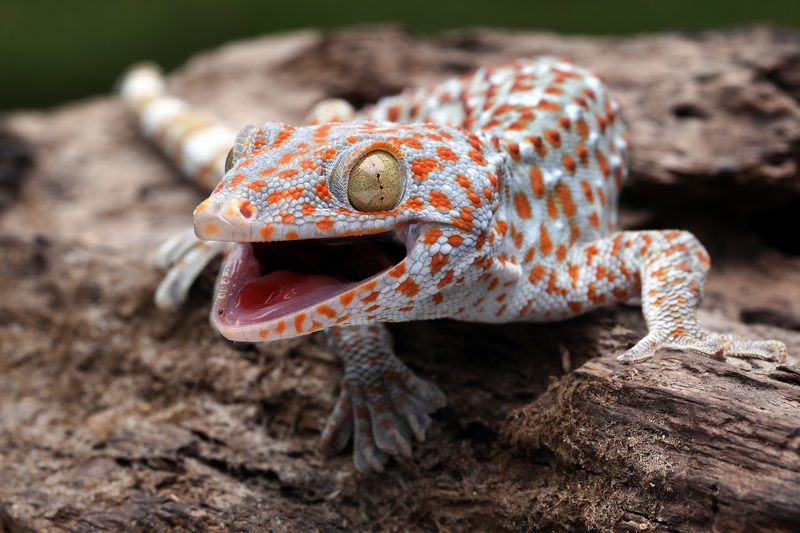 Geckos erkennen eigenen Geruch
