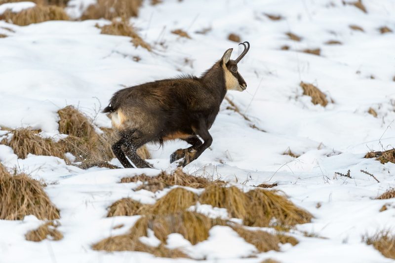 Wie dein Verhalten die Natur schützen kann