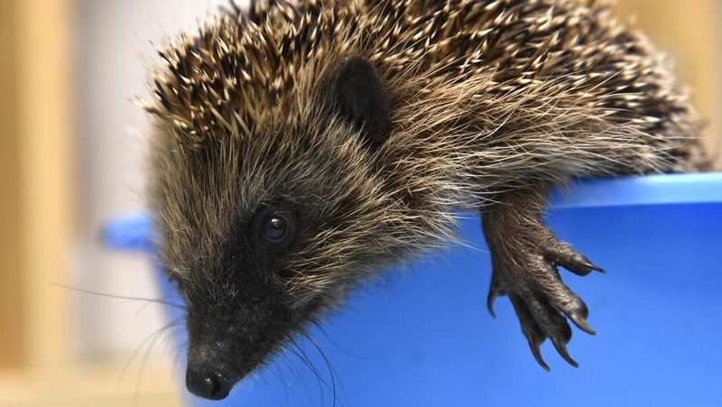 Igel Torben will aus der Wanne