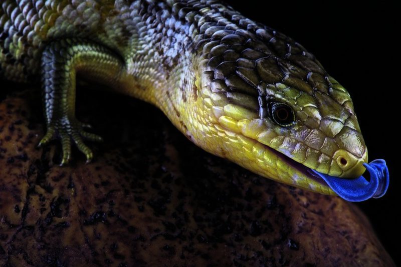 Bei Fressfeinden des Blauzungenskinks zeigt ein Hauch von Blau grosse Wirkung.