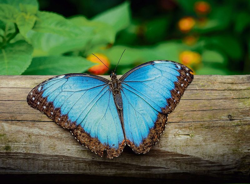 Die Flügel des Morphoschmetterlings schimmern dank ihrer Nano-struktur in einem strahlenden Blau.