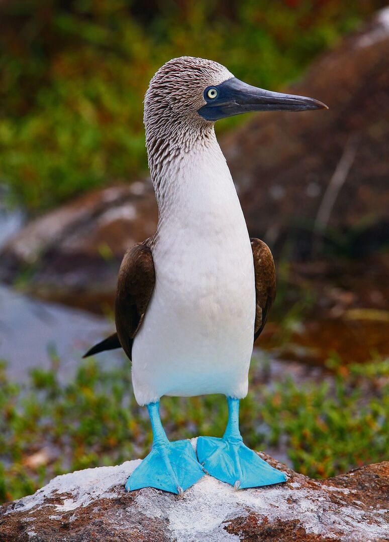 Blaue Füsse sind der letzte Schrei unter männlichen Blaufusstölpeln.