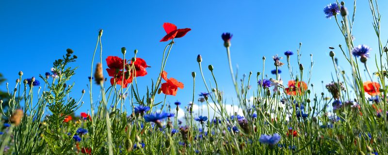Ein Spaziergang zwischen Gräsern