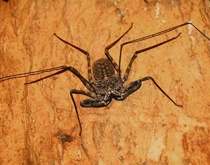 Geisselspinnen bewohnen eine Höhle im begehbaren Insektenwald des Zoos Zürich.