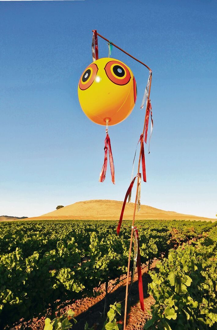 Bunte Ballone können dafür sorgen, dass Krähen sich den Feldern fernhalten.