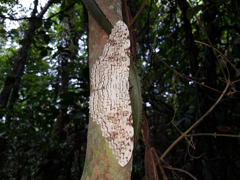 Diese Insekten brechen Rekorde