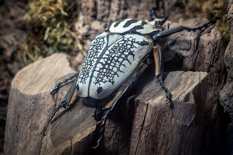 Diese Insekten brechen Rekorde