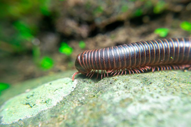 Diese Insekten brechen Rekorde