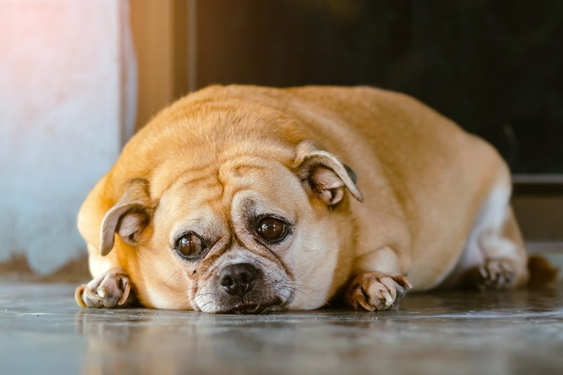 Diese 7 Fehler machen Hundebesitzer am häufigsten