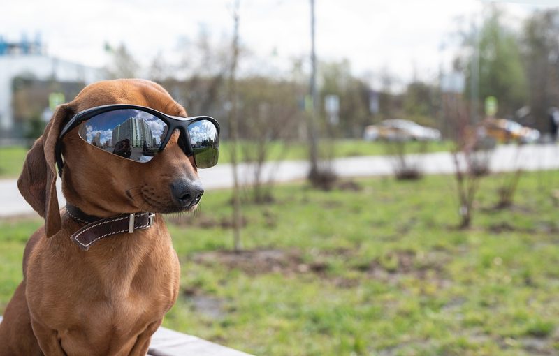 Diese 7 Fehler machen Hundebesitzer am häufigsten