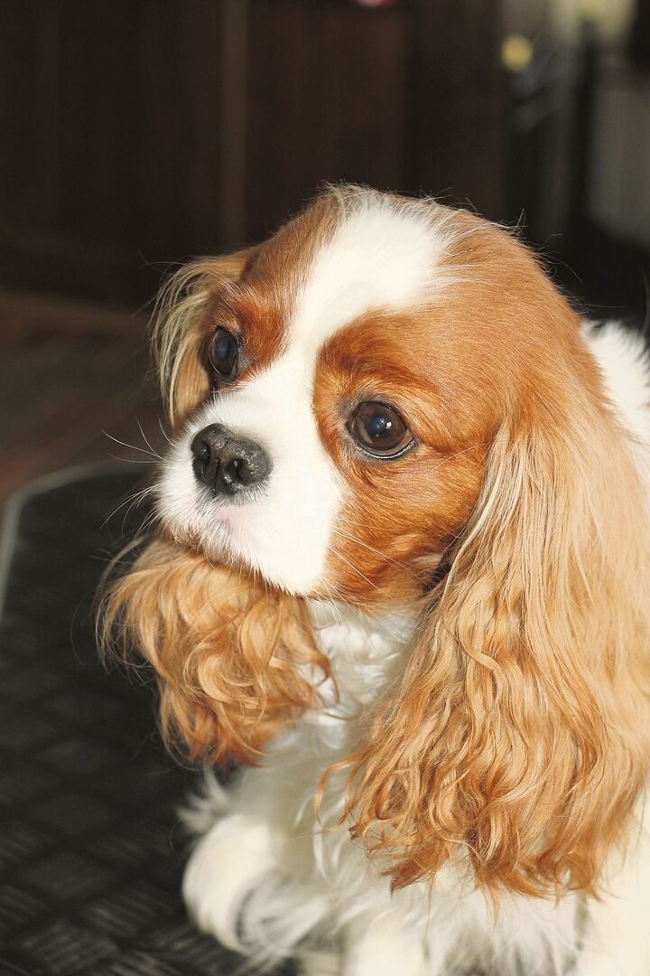Der Cavalier King Charles Spaniel hat einenherzerweichenden Blick.