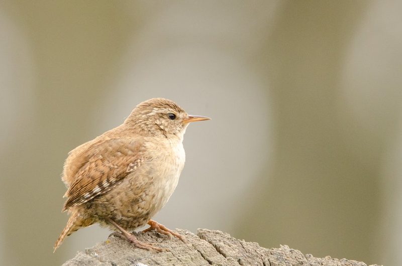 Der Zaunkönig: Winziger Sänger im Asthaufen