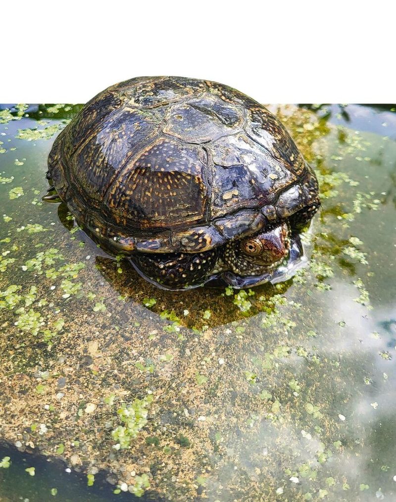 Auch Wasserschildkröten in Not finden im Garten der Hubers ein vorübergehendes Zuhause.