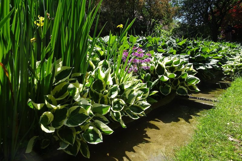 Inmitten von Irisblüten im Château de Vullierens