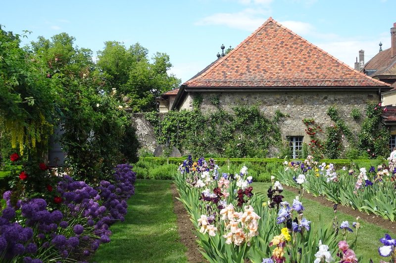 Inmitten von Irisblüten im Château de Vullierens