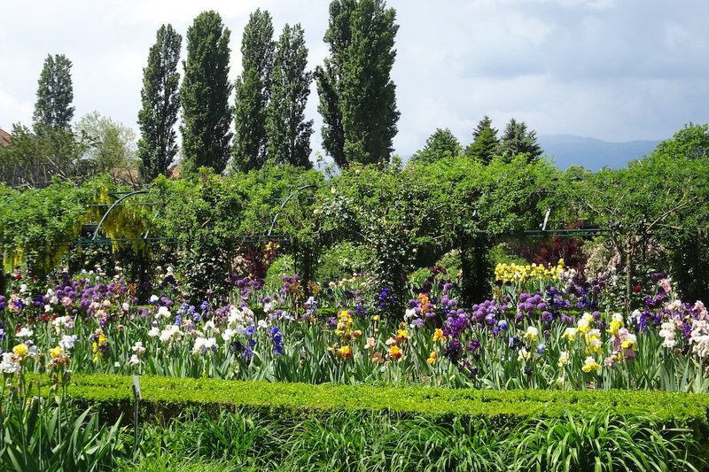 Inmitten von Irisblüten im Château de Vullierens