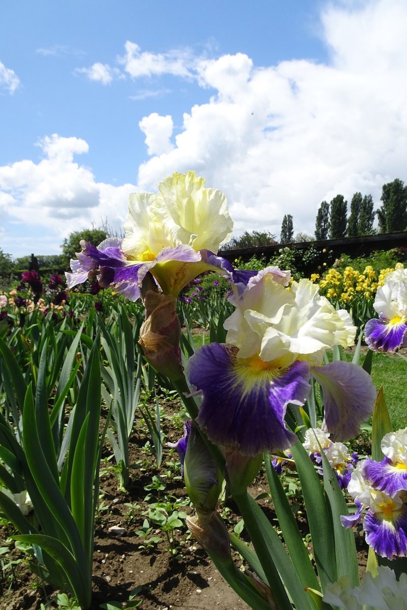Inmitten von Irisblüten im Château de Vullierens