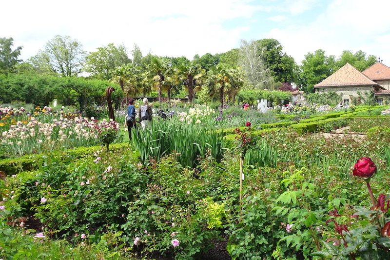 Inmitten von Irisblüten im Château de Vullierens