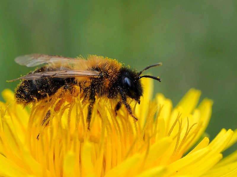Heimische Pflanzen: Lebensräume und Nisthilfen für Wildbienen