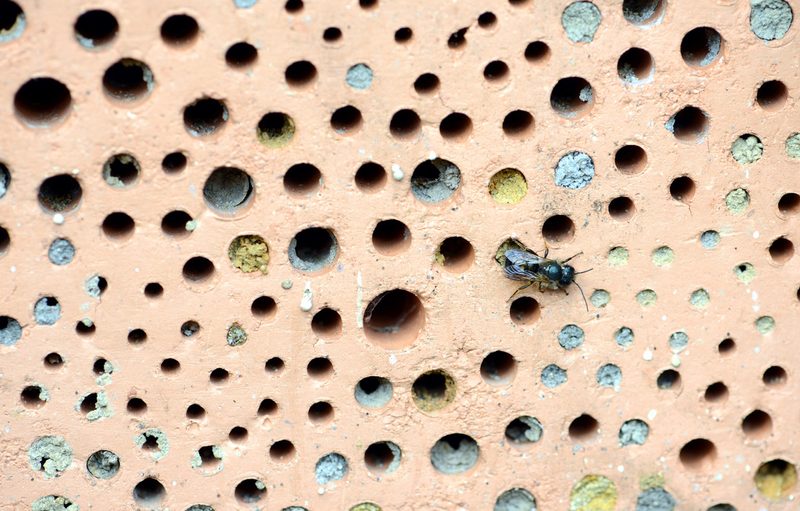 Heimische Pflanzen: Lebensräume und Nisthilfen für Wildbienen