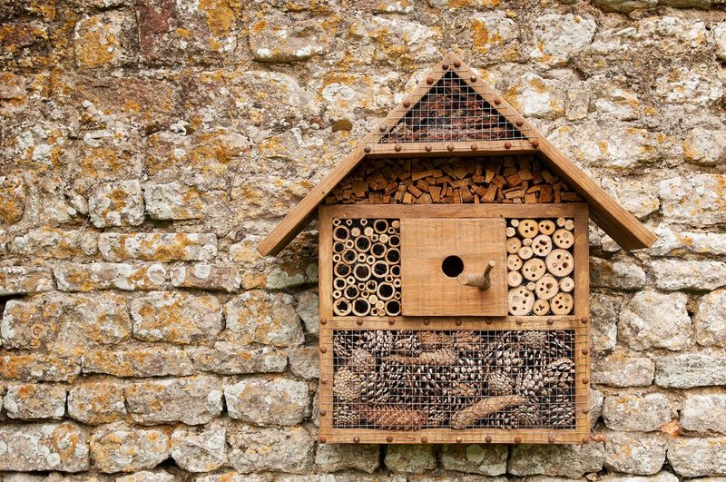 Heimische Pflanzen: Lebensräume und Nisthilfen für Wildbienen