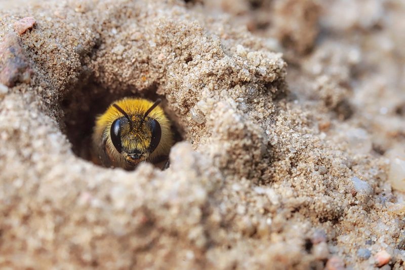 Heimische Pflanzen: Lebensräume und Nisthilfen für Wildbienen