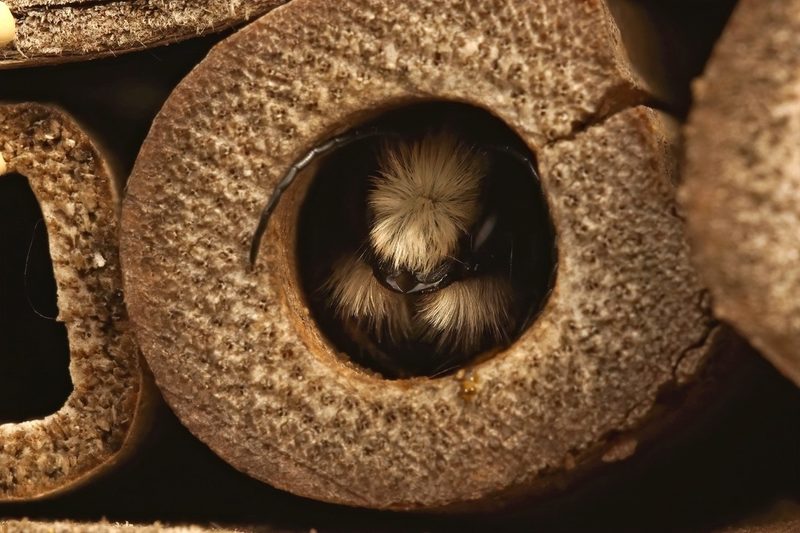 Heimische Pflanzen: Lebensräume und Nisthilfen für Wildbienen