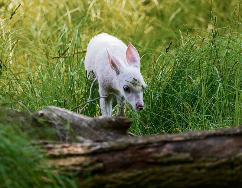 Ein weisses Reh wurde bisher noch nie markiert. Obwohl sie rechtlich gesehen gejagt werden dürften, stehen weisse Rehe bei den Jägern unter Schutz.