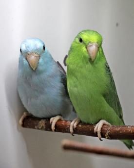 Blaugenick-Sperlingspapageien