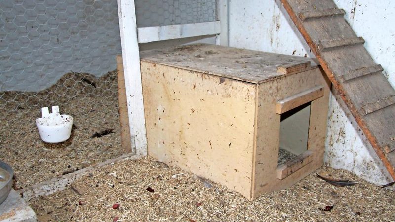 Geflügelzuch Nest