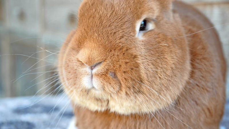 Porträt eines Rammlers