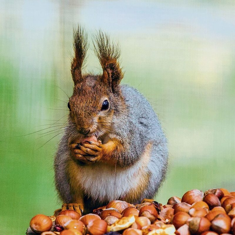 Eichhörnchen