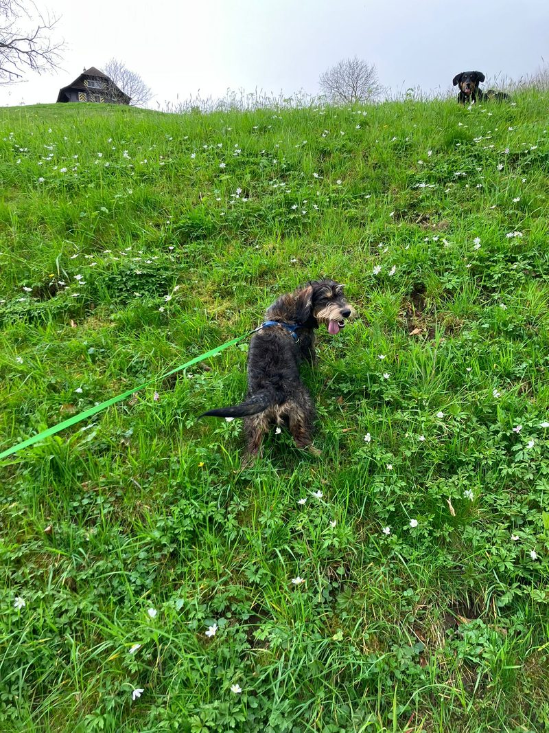 Das erste Mal im Hundehort