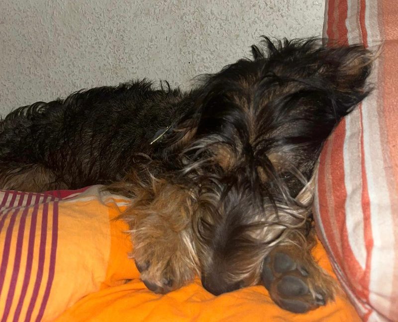 Das erste Mal im Hundehort