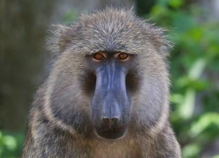 17-anubispavian.jpg