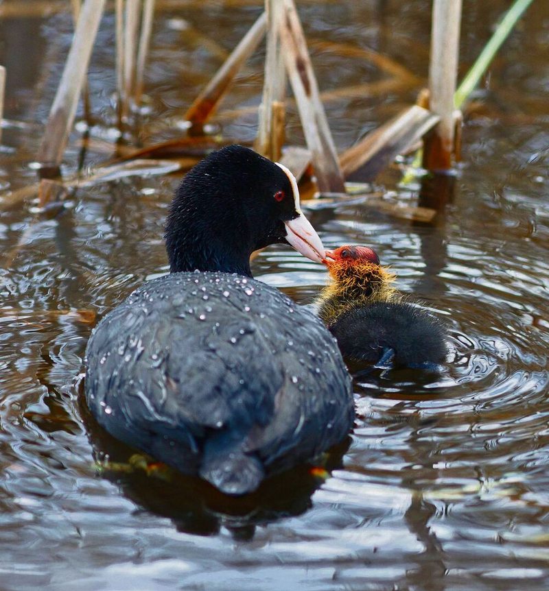 Das Blässhuhn brütet im Schilf. Nach 21 bis 24 Tagen schlüpfen die Jungen. Sie bleiben nur einen Tag im Nest, dann folgen sie den Eltern aufs Wasser.