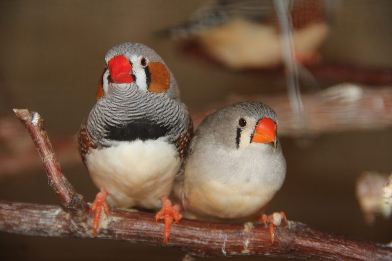 Vögel und Meerschweinchen dürfen nicht alleine gehalten werden