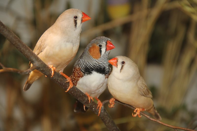 Vögel und Meerschweinchen dürfen nicht alleine gehalten werden