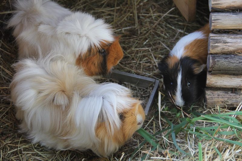 Vögel und Meerschweinchen dürfen nicht alleine gehalten werden