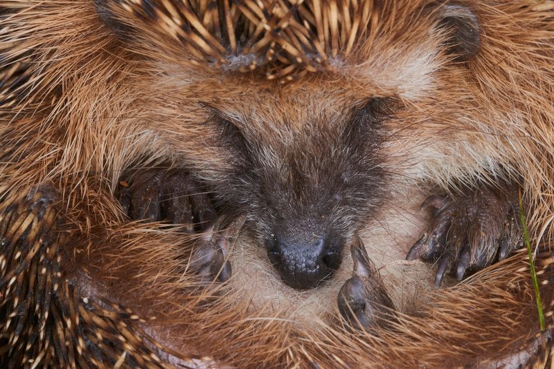Ein winterfestes Haus für den Igel