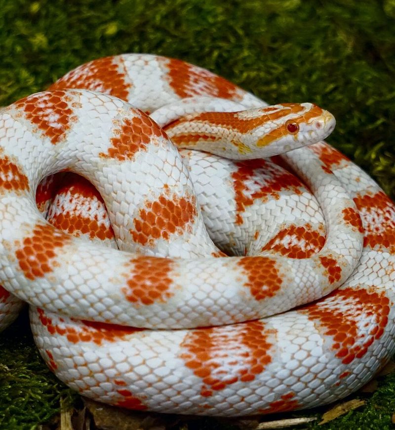 Die Kornnatter lebt einzeln in einem natürlich eingerichteten Terrarium.