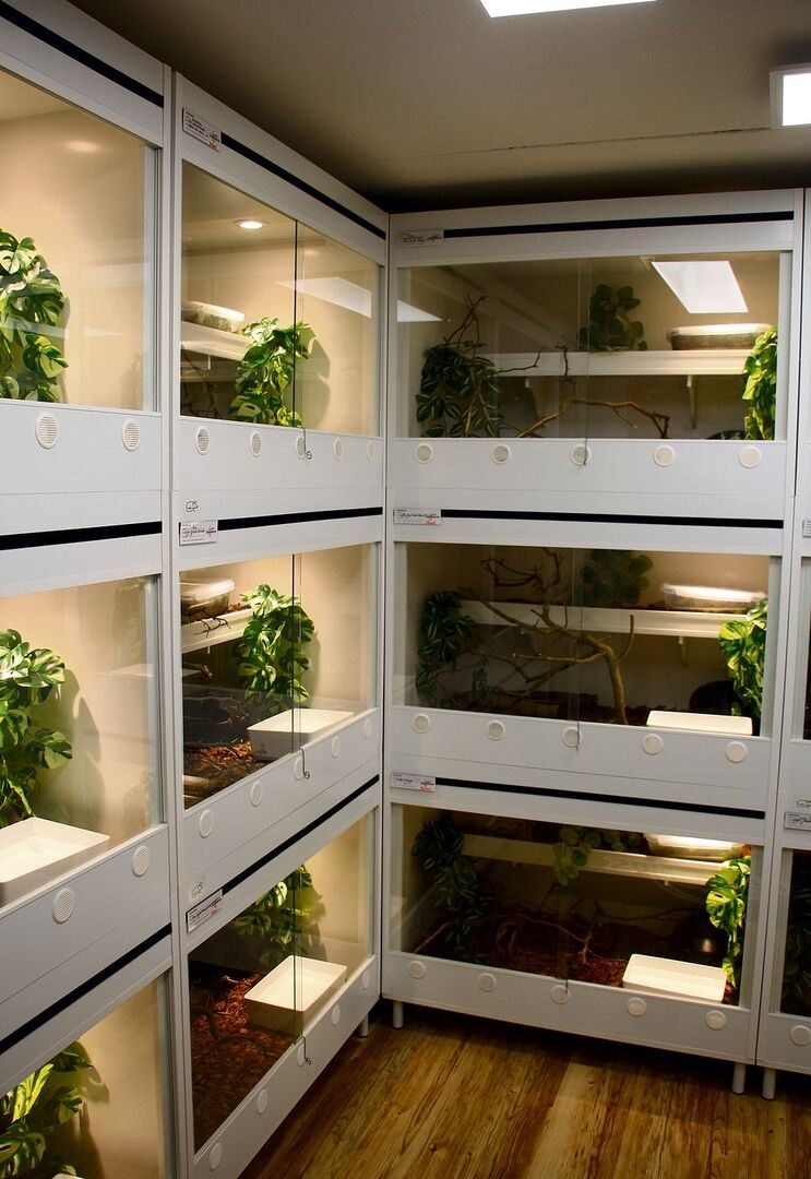 Ein Blick in das Schlangenzimmer von Michel Knuchel mit seiner Terrarienanlage.
