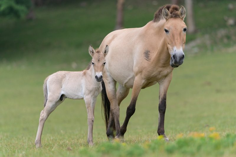 Przewalski-Pferd