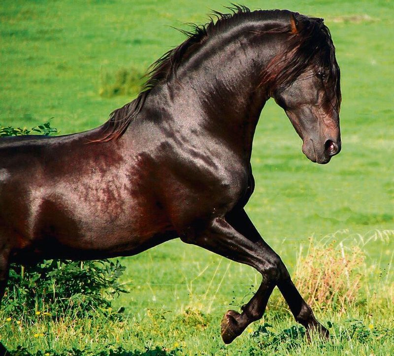 Der schwarze Hengst Andaluz ist der Begründer ihrer Zucht.