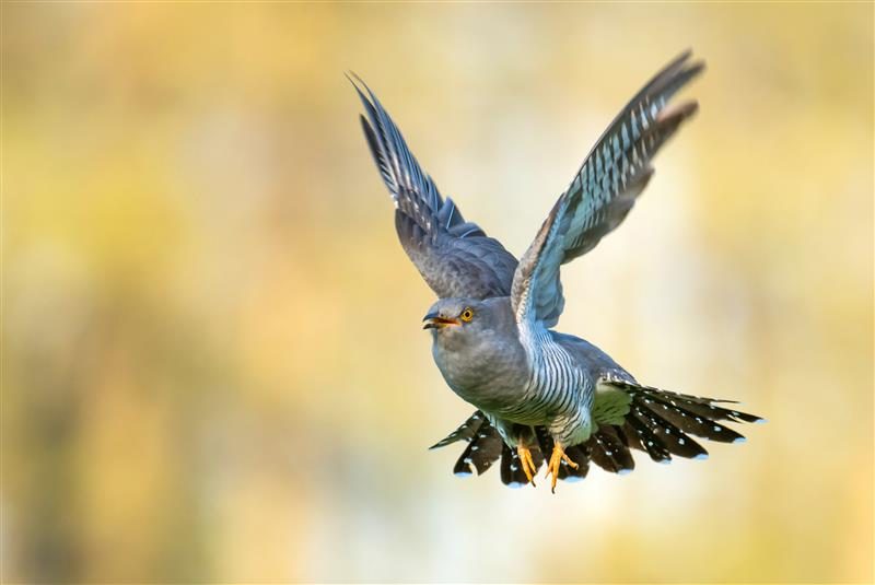 10 tierische Redensarten